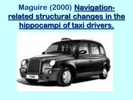 Maguire (2000) This study looks at the brains of London taxi drivers and examines the role of the hippocampus in helping them to navigate their way around.