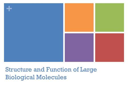+ Structure and Function of Large Biological Molecules.