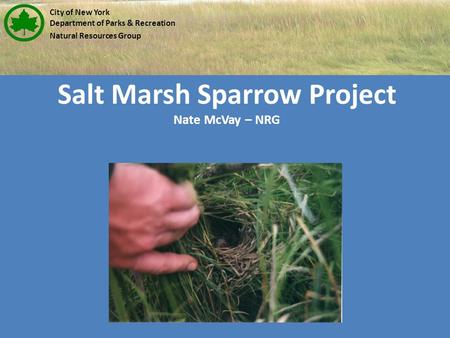 Salt Marsh Sparrow Project Nate McVay – NRG City of New York Department of Parks & Recreation Natural Resources Group.