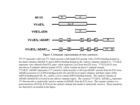 Figure. 1. Schematic representation of virus constructs. Wt VV represents wild type VV, which encodes a full length E3L protein with a Z-DNA binding domain.
