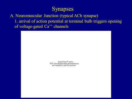 Synapses A. Neuromuscular Junction (typical ACh synapse) 1. arrival of action potential at terminal bulb triggers opening of voltage-gated Ca ++ channels.