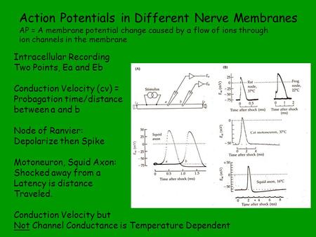 Action Potentials in Different Nerve Membranes AP = A membrane potential change caused by a flow of ions through ion channels in the membrane Intracellular.