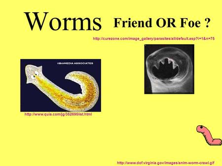 Worms Friend OR Foe ? http://curezone.com/image_gallery/parasites/all/default.asp?i=1&n=75 http://www.quia.com/jg/352695list.html http://www.dof.virginia.gov/images/anim-worm-crawl.gif.