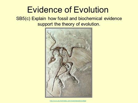 Evidence of Evolution SB5(c) Explain how fossil and biochemical evidence support the theory of evolution. http://www.skyhighhobby.com/rc/archaeopteryx-fossil.