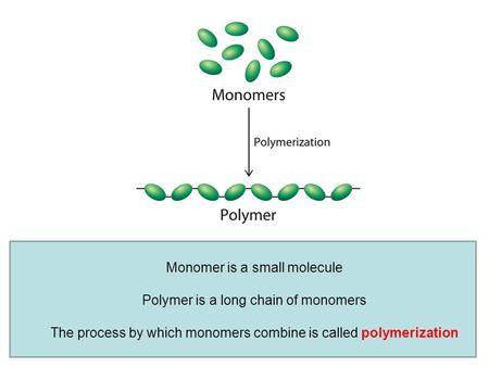 Monomer is a small molecule Polymer is a long chain of monomers The process by which monomers combine is called polymerization.