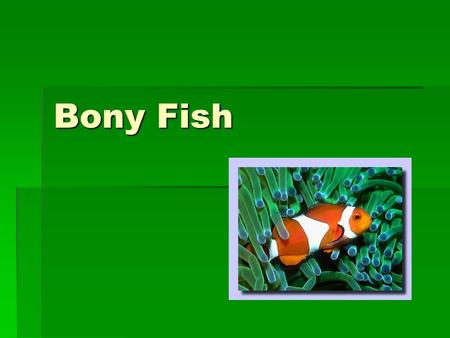 Bony Fish. Class Osteichthyes  Includes all bony fishes  Cold-blooded vertebrates  Largest class of all vertebrates  Accounts for 96% of all fish.