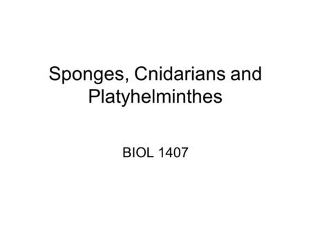 Sponges, Cnidarians and Platyhelminthes BIOL 1407.