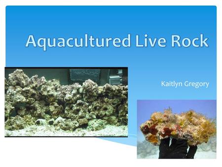 Kaitlyn Gregory.  Live rock is not alive, it’s based off of the things living on it.  Used in reef tanks  Named based on where it is found  It is.