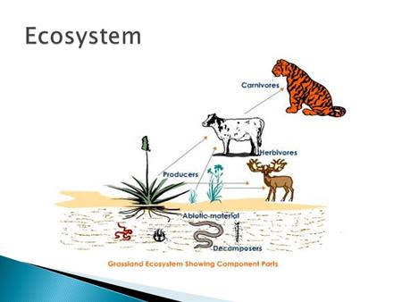  Why are there so many living organisms on Earth, and so many different species? How do the characteristics of the nonliving environment, such as soil.