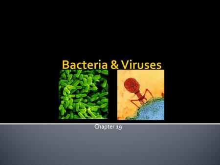 Chapter 19.  Microscopic life covers nearly every square centimeter of Earth.  All bacteria are prokaryotes.  Classifying Prokaryotes  Prokaryotes.
