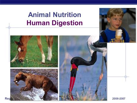 Regents Biology 2006-2007 Animal Nutrition Human Digestion.
