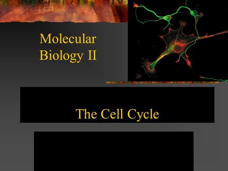 The Cell Cycle Molecular Biology II. The Life Cycle of Cells The Cell Cycle Follows a Regular Timing Mechanism. Newly born cells grow and perform their.