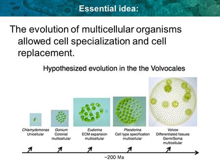 Essential idea: The evolution of multicellular organisms allowed cell specialization and cell replacement.