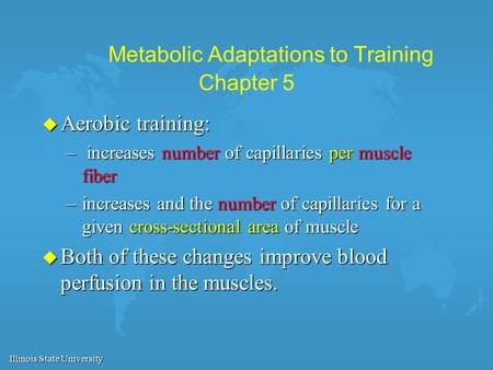 Illinois State University Metabolic Adaptations to Training Chapter 5 u Aerobic training: – increases number of capillaries per muscle fiber –increases.