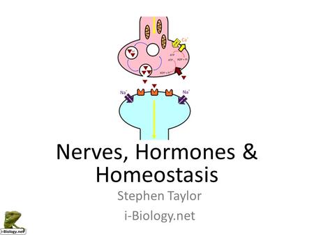 Nerves, Hormones & Homeostasis Stephen Taylor i-Biology.net.