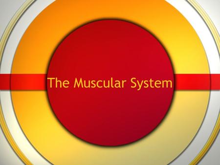The Muscular System. 3 kinds of muscle All have cells specialized to contract for movement.