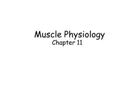Muscle Physiology Chapter 11. Connective Tissue Components Muscle cell = muscle fiber Endomysium – covers muscle fiber Perimysium – binds groups of muscle.