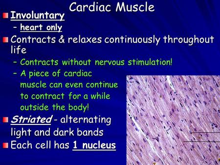 Cardiac Muscle Involuntary –heart only Contracts & relaxes continuously throughout life –Contracts without nervous stimulation! –A piece of cardiac muscle.