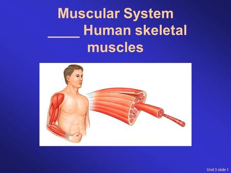 Unit 3 slide 1 Muscular System ____ Human skeletal muscles.