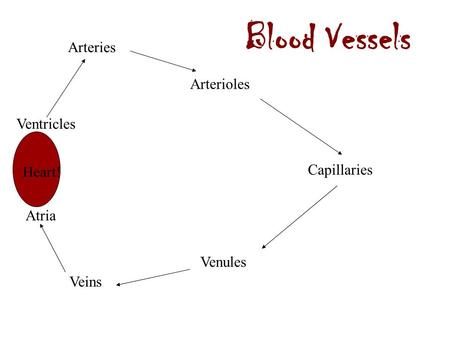 Arteries Veins Capillaries Arterioles Venules Heart! Ventricles Atria Blood Vessels.