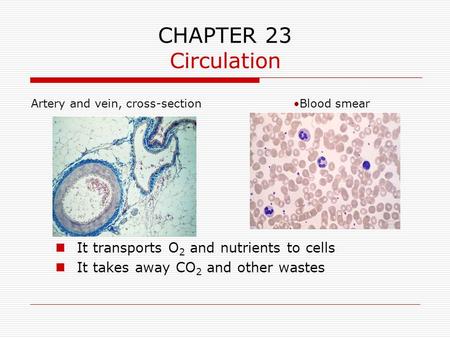 CHAPTER 23 Circulation It transports O 2 and nutrients to cells It takes away CO 2 and other wastes Artery and vein, cross-sectionBlood smear.