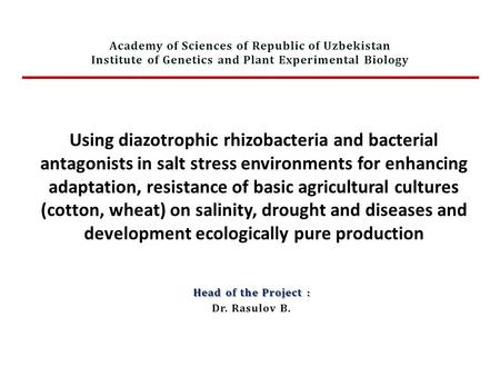 Using diazotrophic rhizobacteria and bacterial antagonists in salt stress environments for enhancing adaptation, resistance of basic agricultural cultures.