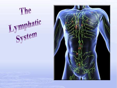 The lymphatic system is parallel to the blood vessel system. It returns fluid to the bloodstream.