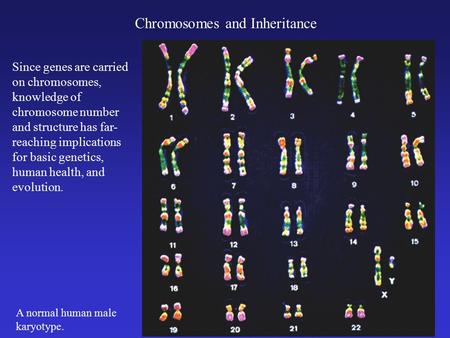 Chromosomes and Inheritance Since genes are carried on chromosomes, knowledge of chromosome number and structure has far- reaching implications for basic.