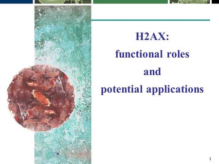 1 H2AX: functional roles and potential applications.