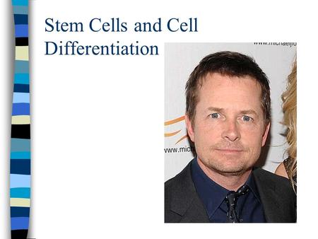 Stem Cells and Cell Differentiation. Embryonic Stem Cells - Blastocyst Stage 3 parts: –Trophoblast –Blastocoel (“blastoseel”) or blastocyst cavity –Inner.