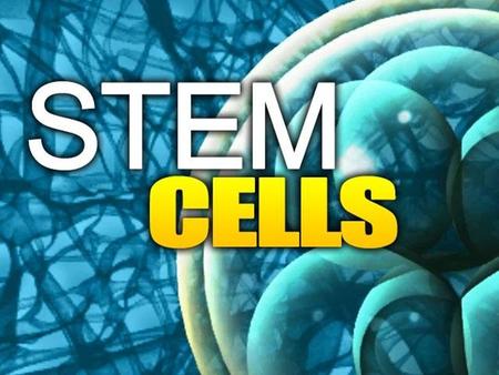 What is a STEM CELL? Unspecialized cells: can become any type of cell in the body Serve as the body’s repair system Renew and Replenish other cells.