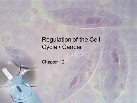 Regulation of the Cell Cycle / Cancer Chapter 12.