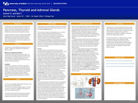 Www.buffalo.edu Introduction Pancreas Thyroid. Adrenal Gland Adrenal Gland (con’t) Acknowledgements Conclusions Pancreas, Thyroid and Adrenal Glands Ammar.