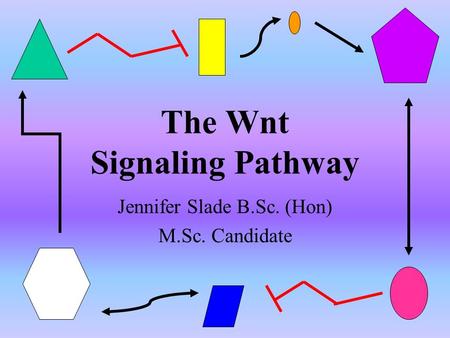 The Wnt Signaling Pathway Jennifer Slade B.Sc. (Hon) M.Sc. Candidate.