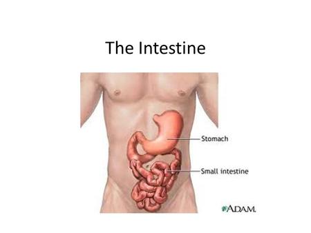 The Intestine. Small Intestine Between the stomach and large intestine Where most digestion and absorption happens 19 feet long.