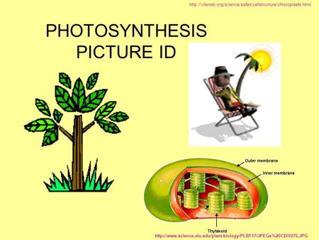 PHOTOSYNTHESIS PICTURE ID
