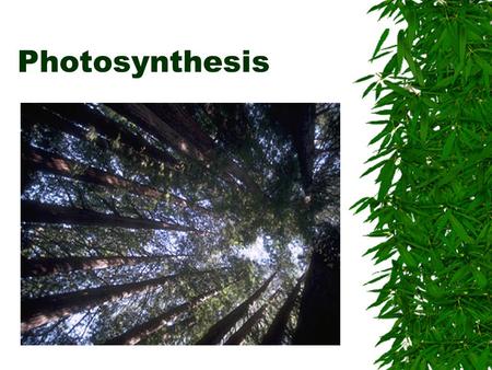 Photosynthesis. This symbol in the corner of a slide indicates a picture, diagram or table taken from your textbook.