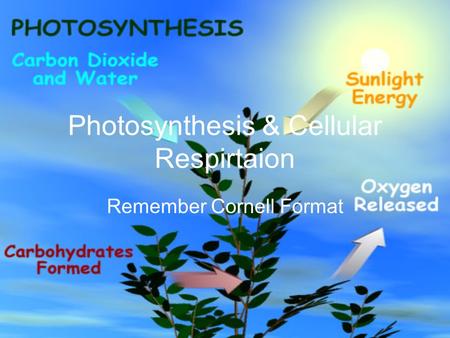 Photosynthesis & Cellular Respirtaion