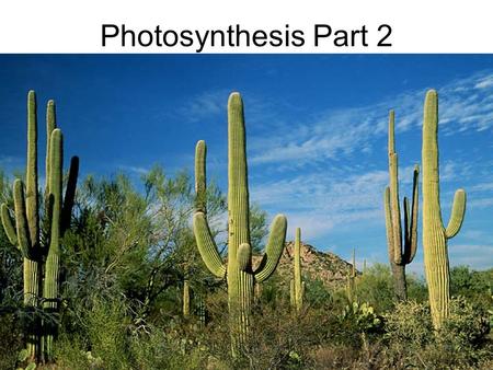 Photosynthesis Part 2. Chloroplasts In green plants, photosynthesis occurs within organelles called chloroplasts. Chloroplasts contain photosynthetic.