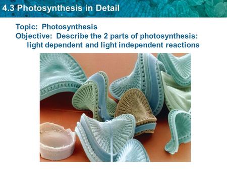 Topic:  Photosynthesis