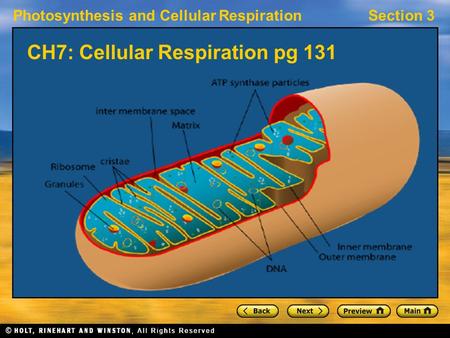 Photosynthesis and Cellular RespirationSection 3 CH7: Cellular Respiration pg 131.