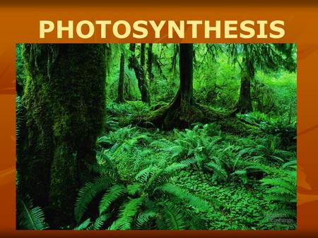 PHOTOSYNTHESIS Photosynthesis: Life from Light and Air.