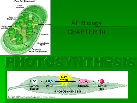AP Biology CHAPTER 10. - The early atmosphere lacked oxygen. From the 1 st plants, it took _____ years to produce oxygen. We now enjoy approximately.