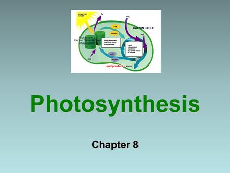 Photosynthesis Chapter 8. 8-1: Energy & Life What is energy? The ability to do work. What is the difference between autotrophs & heterotrophs? Autotrophs.