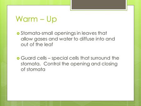 Warm – Up  Stomata-small openings in leaves that allow gases and water to diffuse into and out of the leaf  Guard cells – special cells that surround.