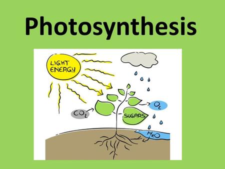 Photosynthesis. Why Study Plants? plants The basic food for all organisms is produced by plants food oxygen The only source of food and oxygen comes from.