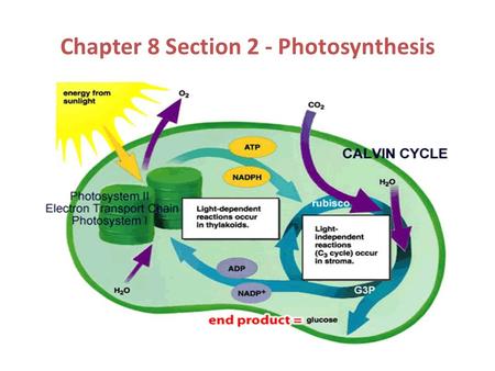 Chapter 8 Section 2 - Photosynthesis