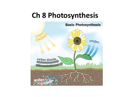 Ch 8 Photosynthesis.