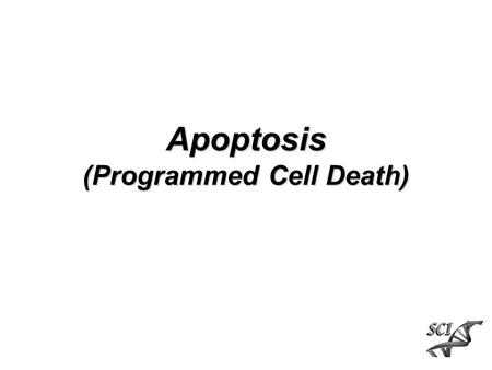 Apoptosis (Programmed Cell Death). Apoptosis vs Necrosis Level of stress, change in environment stress apoptosisnecrosis.