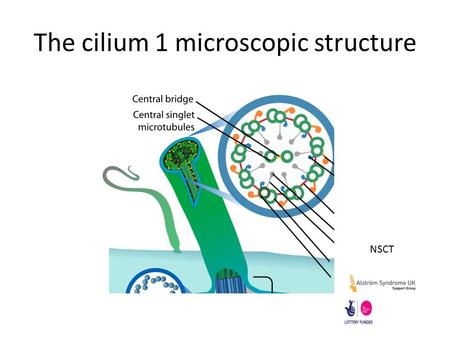 The cilium 1 microscopic structure NSCT. The Cilium 2 intracellular trafficking NSCT.